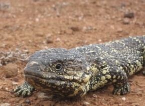 Sleepy Lizard, Tiliqua rugosa