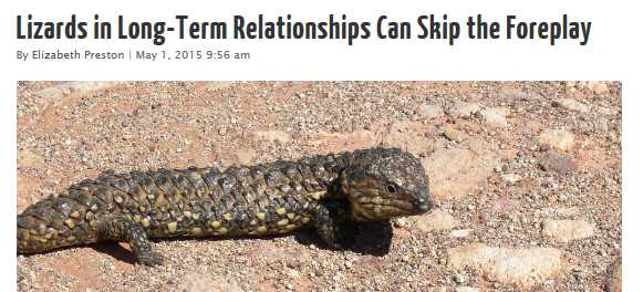 Lizards in long-term relationships can skip the foreplay