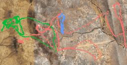 stl_sheep movement at fowlers gap